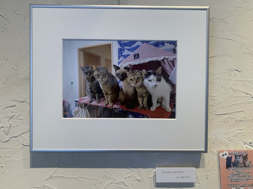 teamねこのて